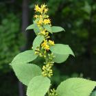 Solidago flexicaulis