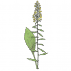 Solidago puberula