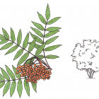 Sorbus americana
