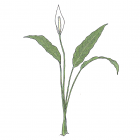 Spathiphyllum friedrichsthalii Schott