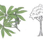 Sterculia mexicana
