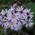 Symphyotrichum cordifolium