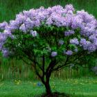 Syringa x hyacinthiflora
