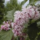 Syringa yunnanensis