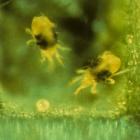 Tetranychus urticae