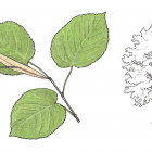 Tilia americana