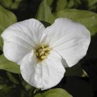 Trillium grandiflorum