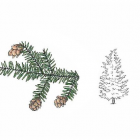 Tsuga canadensis