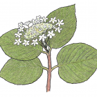 Viburnum alnifolium