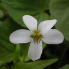 Viola canadensis