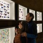 Un couple regarde des vitrines d&#039;insectes au Dôme de l&#039;Insectarium.