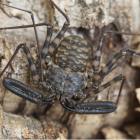 West African whipspider