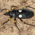 White spot assassin bug