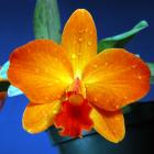 X Sophrolaeliocattleya &#039;Mango Spice&#039;