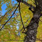 Yellow birch in automn