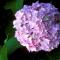 Hydrangea macrophylla 'Nikko Blue'