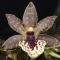 Propetalum Lise Gobeille 'Merci Doctor Ben'