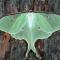 Actias luna, Québec, Canada.