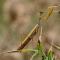 Praying mantis