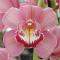 Cymbidium (Gorey 'Trinity' AM/RHS x Maufant 'Rozel' FCC/RHS).
