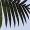 Dioon spinulosum