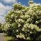 Hydrangea heteromalla 'Bretschsneideri'