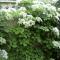 Hydrangea petiolaris
