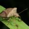 Pentatomidae