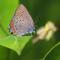Gossamer-winged butterflies