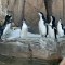 Meet the chinstrap penguins at the Biodôme
