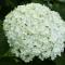 Hydrangea arborescens 'Annabelle'