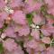 Hydrangea quercifolia 
