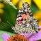 A Painted lady butterfly (Vanessa cardui) on a echinacea flower.